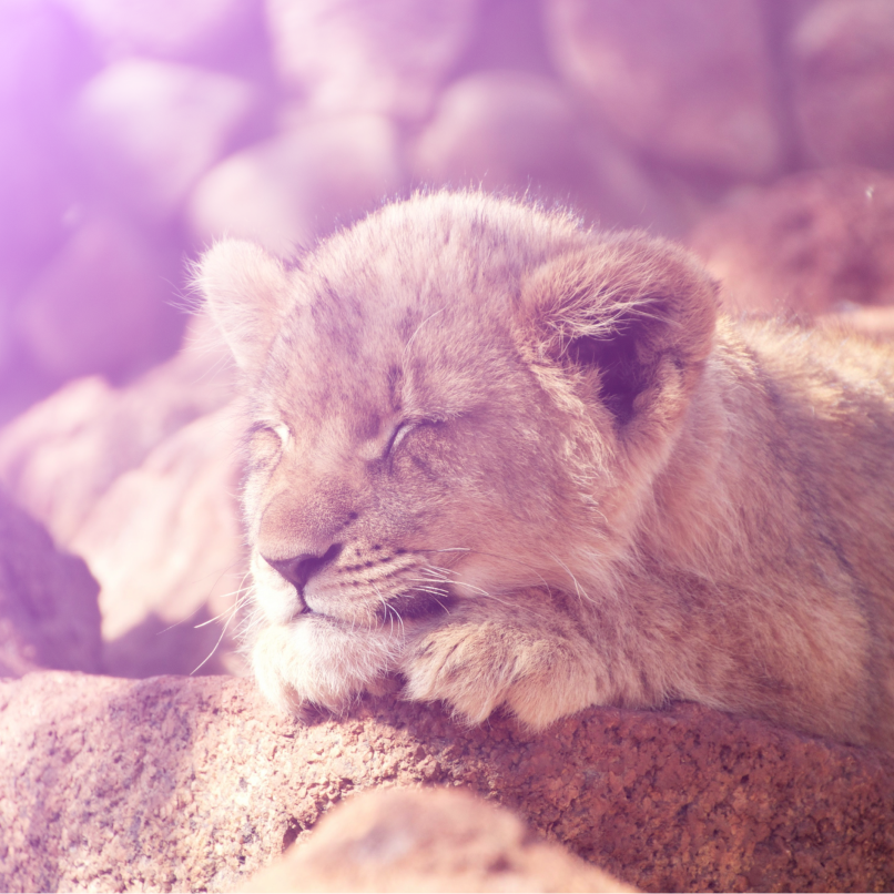 Safari Nursery